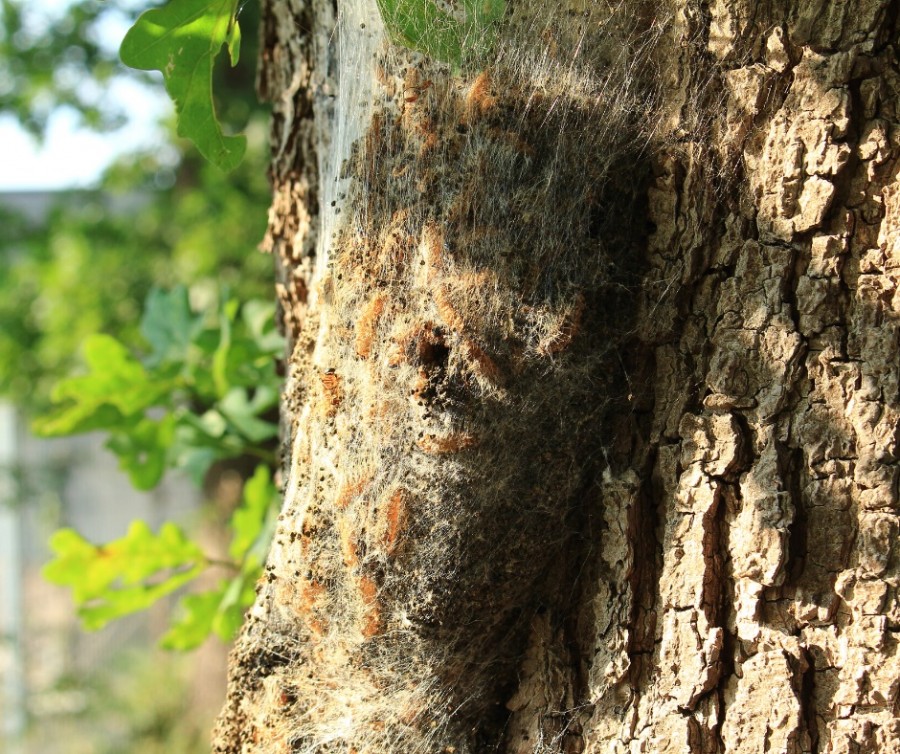 In den Mülheimer Grünanlagen treibt derzeit der Eichenprozessionsspinner sein Unwesen: ein Pflanzen- und Gesundheitsschädling, der - wie der Name schon sagt - vornehmlich an Eichenbäumen auftritt. Die Raupenart spinnt des Baum ein und schädigt ihn. - Canva