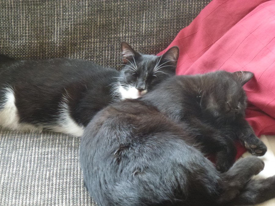 Billy und Zoe, zwei kleine Kätzchen im neuen Zuhause