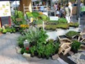 Mülheimer Umweltmarkt - Marktstand mit Gründachpflanzen