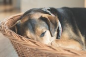 Hund schläft im Körbchen. Informationen zur Änderung der ADG zur Mitnahme von Tieren. - Pixabay