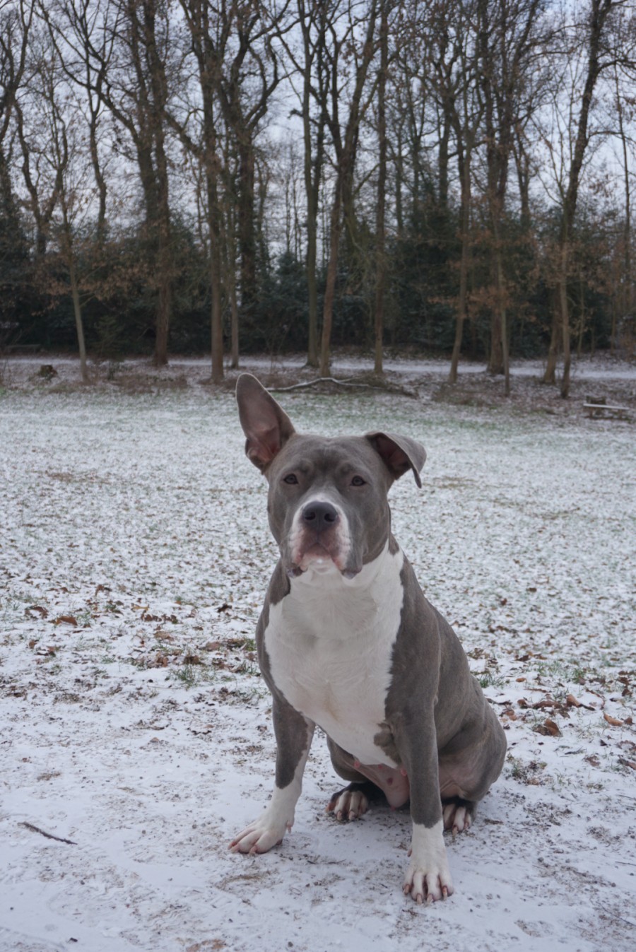 Stella, eine Staffordshire Terrier Hündin im neuen Zuhause. - Tierheim