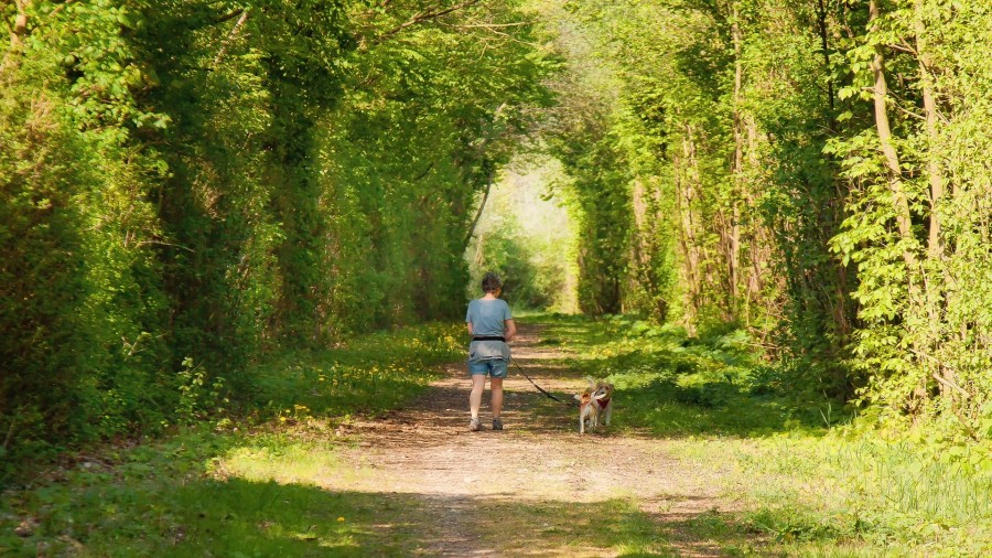 Hunde anleinen, Spaziergang, Parkanlagen, Wald, Leinpflicht, Veterinäramt - Foto-Rabe auf Pixabay