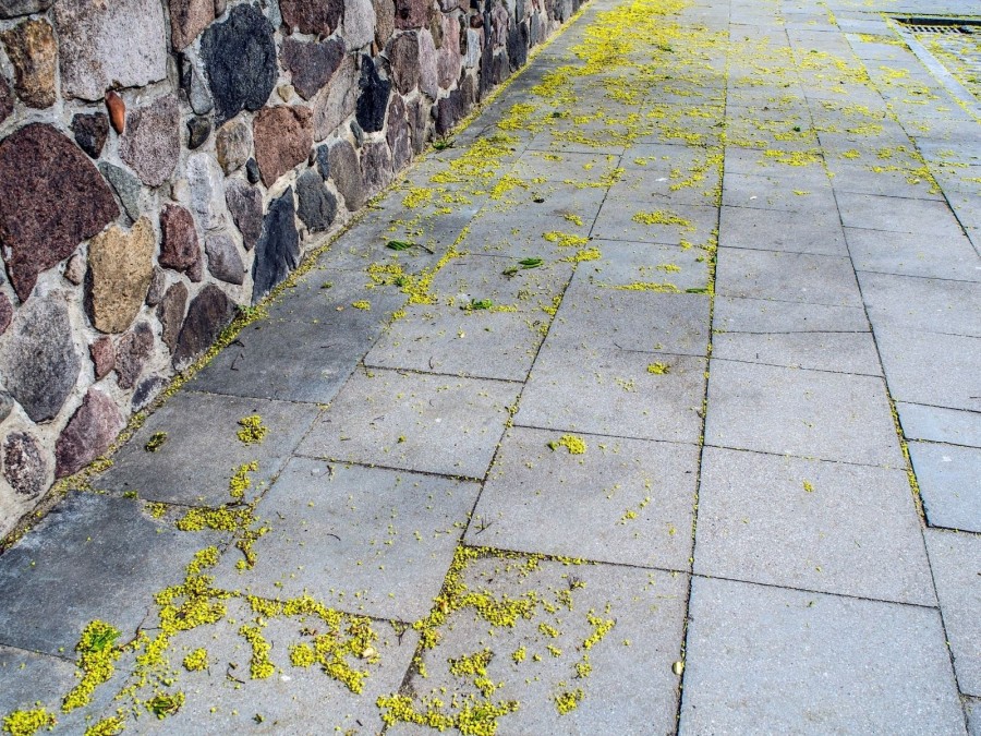 Straße mit bunter Steinmauer und gelben Pollen am Boden. Infos zum Pollenflug. Allergikerinnen, Allergien, Heuschnupfen - Canva