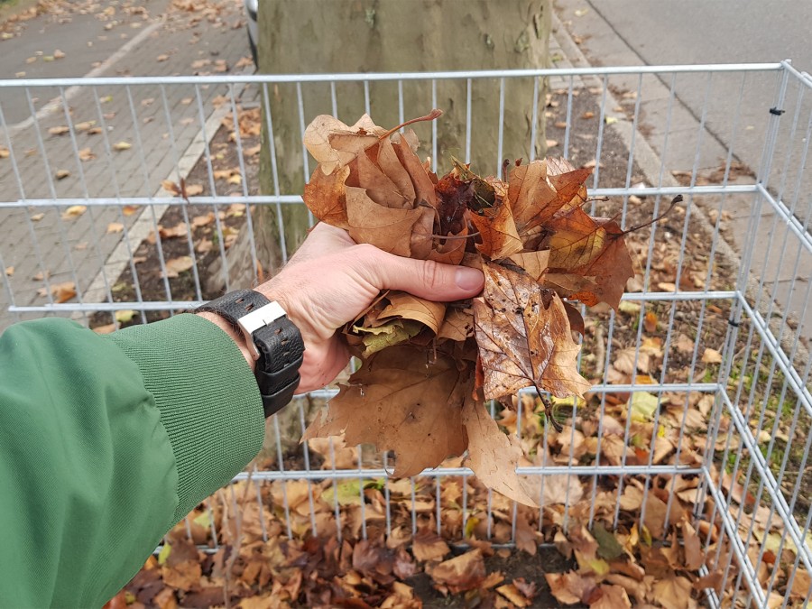Das Foto zeigt eine Hand, die Herbstlaub in eine der Laubsammel-Boxen hineinwirft. - Online Redaktion - Referat I - Tobias Grimm