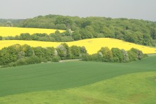 Landschaftsbild aus Mülheim an der Ruhr  Zu sehen sind landwirtschaftlich genutzte Böden aus Löss zur Zeit der Rapsblüte.