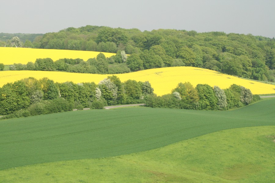 Landschaftsbild aus Mülheim an der Ruhr  Zu sehen sind landwirtschaftlich genutzte Böden aus Löss zur Zeit der Rapsblüte. - Thorald vom Berg