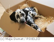 Dalmatiner-Welpe. Hundebestandsaufnahme.