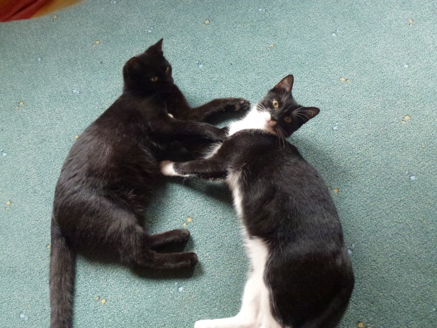 Billy und Zoe, zwei kleine Kätzchen im neuen