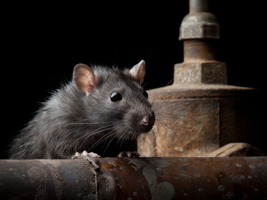 Eine schwarze Ratte steht an einem alten Rohr in einem dunklen Raum - Gesundheitsamt - Canva von anatolypareev