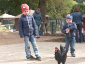 Kinder füttern Hühner beim Tierpatentag im Tiergehege Witthausbusch 2017 - Quelle/Autor: Heidi Kocks - 67-0 Amt für Grünflächenmanagement und Friedhofswesen