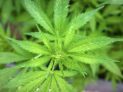 Das Bild zeigt von oben gesehen die Großaufnahme einer Cannabispflanze.
