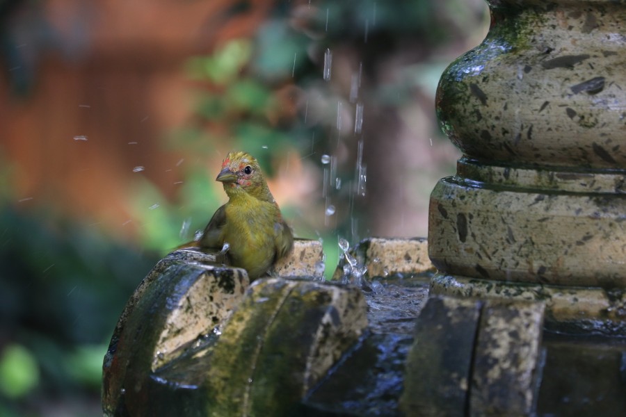 Brunnen, Wasserbecken, Kleintiere, Vögel, Friedhöfe, Tierschutz - GeorgeB2 auf Pixabay