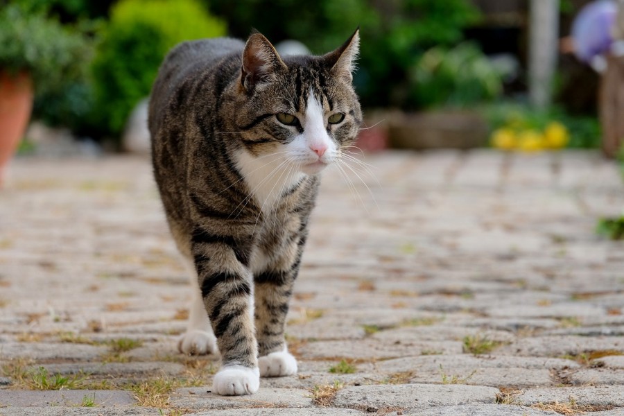 Katze läuft an einem Weg entlang. Infos zu entlaufenden oder gefundenen Tieren. Tierheim. - Bild von Holger Schu auf Pixabay