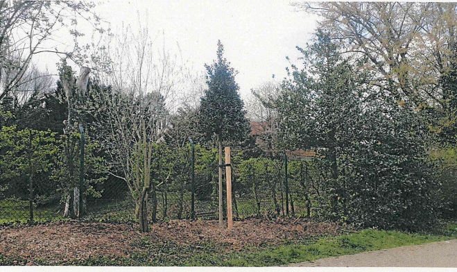 Die Stechpalme (Ilex) ist der Baum des Jahres 2021. Das Foto zeigt eine Stechpalme an der Grünanlage Priesters Hof (Kluse) - Oliver Wechsel
