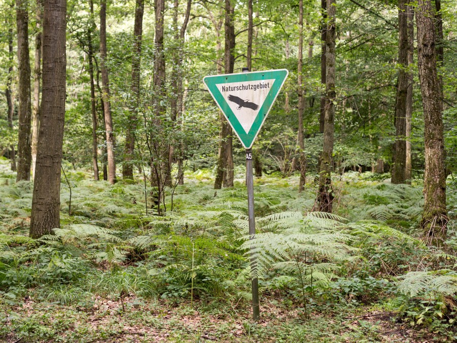 Im Mischwald steht ein Hinweisschild: Naturschutzgebiet. Stadtwald, Farne, Wald im Sommer - Online Team, Referat I - Helena Grebe
