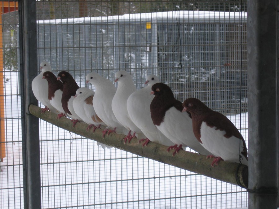 Besonders hübsche Tauben in einer Reihe. Tierausstellungen aller Art sind beim Veterinäramt in schriftlich zu beantragen