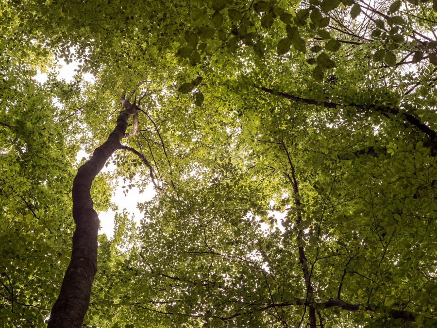 Blick vom Boden eines Waldes, durch Baumwipfel in den Himmel. Stadtwald, Natur, Baumkrone - Online Team, Referat I - Helena Grebe