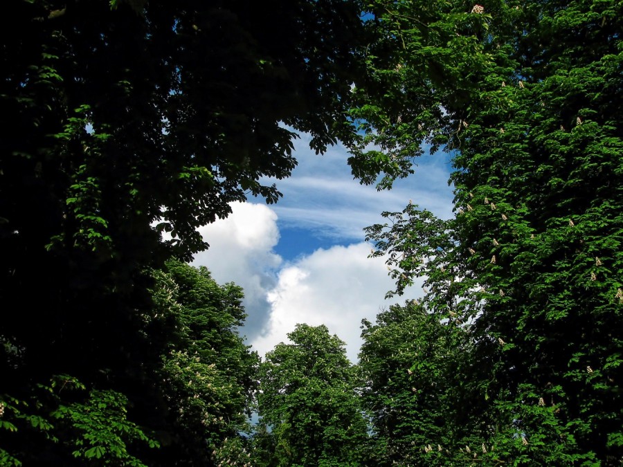 Blick vom Boden durch Baumkronen in den Himmel. Die NRW-Landesregierung verbessert den Zugang zu Umweltdaten im Netz. Umweltportal - Pixabay