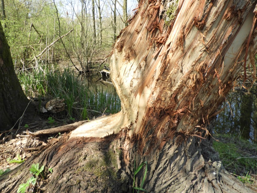 Biber erreichen Mülheim an der Ruhr: In 2020 an einem Baum gefundene Biberfraßspuren. - Untere Naturschutzbehörde