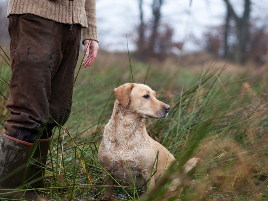 Bildausschnitt zeigt einen Jäger und seinen Hund in der Natur. Jägerprüfung, Jagdschein - Canva