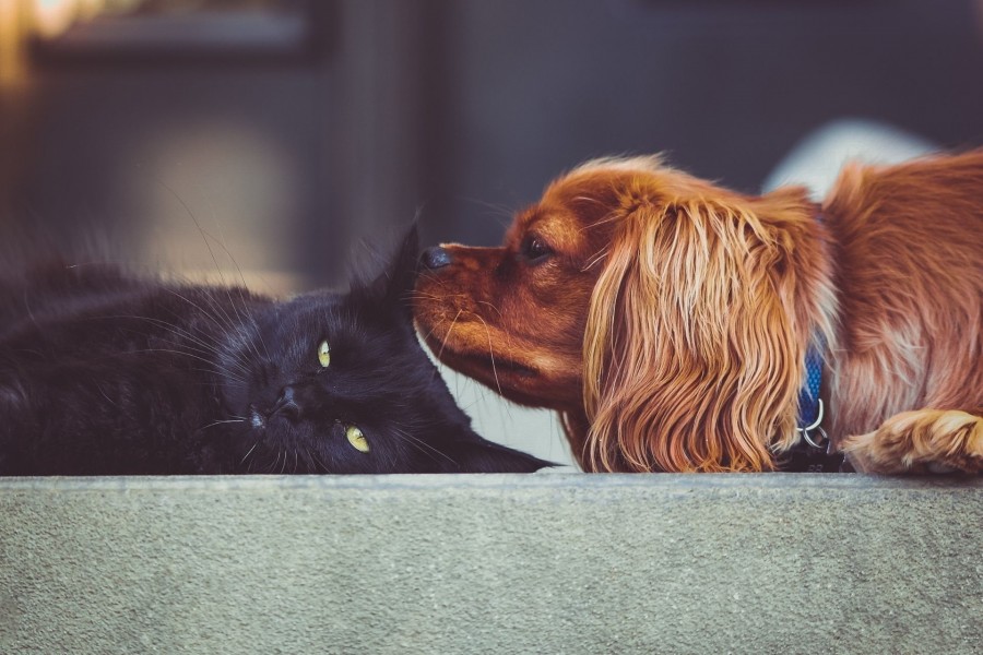 Hund und Katze auf dem Sofa, der Hund schnüffelt an der Katze. Infos zum Erwerb von Tieren. Tierheim - Canva