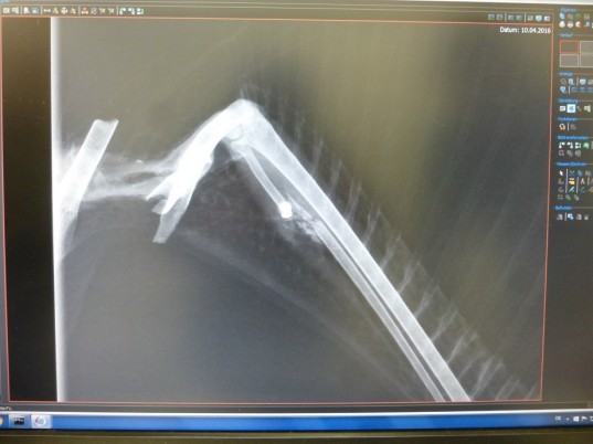 Tierquälerei an Graureiher: Röntgenbild durch Beschuss gebrochener Flügel