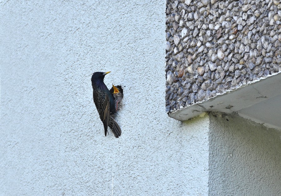 Die in NRW als gefährdete Brutvögel vorkommenden Stare sind typische Folgenutzer von Spechthöhlen, auch an Gebäuden. - Andreas Schäfer