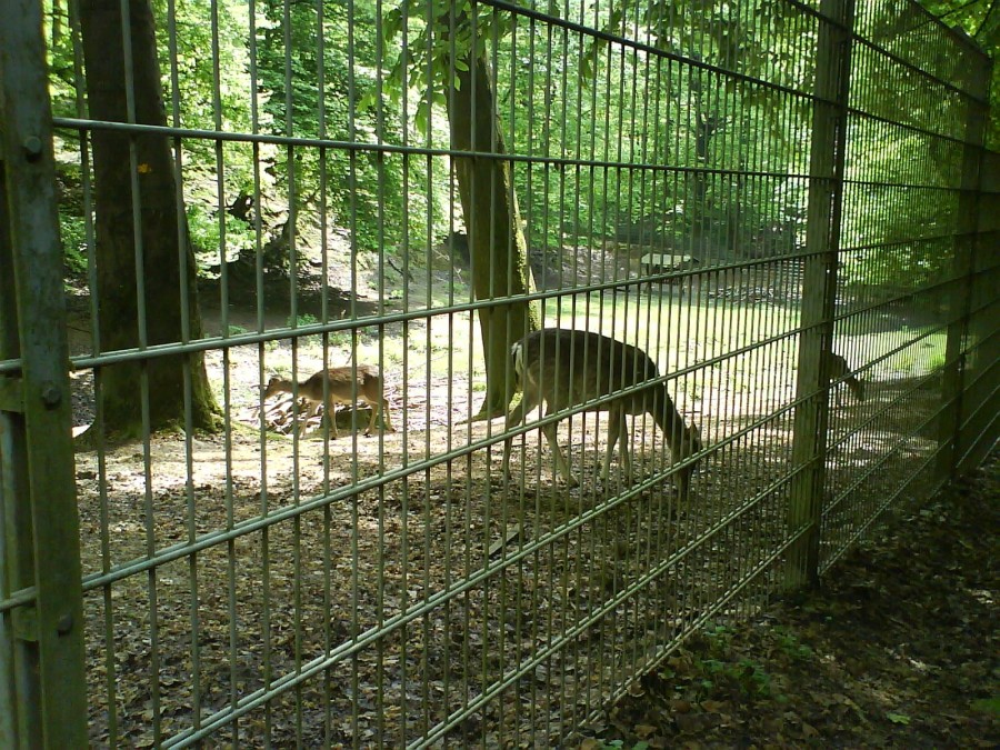 Das Wildgatter liegt eingebettet in eine Tallage der Parkanlage Witthausbusch im Wald. Über eine vertragliche Vereinbarung mit dem Tierfreunde Witthausbusch e.V. ist die Betreuung und Weiterentwicklung sichergestellt - Amt für Grünflächenmanagement und Friedhofswesen
