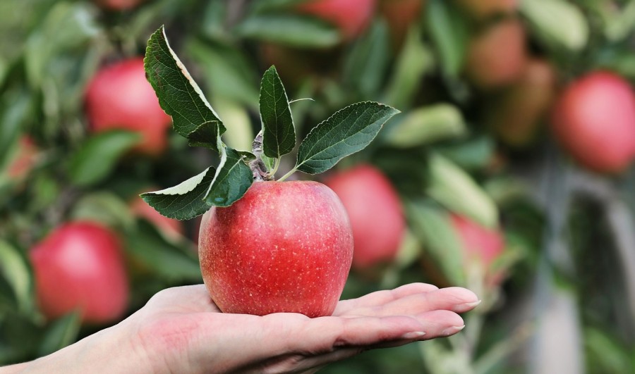 Eine Hand hält einen roten Apfel vor einem Apfelbaum. Infos rund um die Gesundheit. - Bild von S. Hermann  F. Richter auf Pixabay