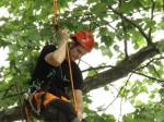 Baumkletterer überprüfen die geschädigten Baumkronen in Mülheim - Amt für Grünflächenmanagement und Friedhofswesen