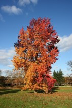 Der Amberbaum hat meist eine kegelförmige Krone mit einem durchgehenden Mitteltrieb.