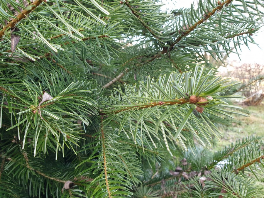 Weihnachtsbaumentsorgung: Das Foto zeigt den Zweig eines Tannenbaums in Nahaufnahme - Hans Braxmeier auf Pixabay