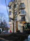 Amberbaum folgt Esche: Erfolgreiche Großbaumpflanzung am Stadthafen - Jetzt ist es geschafft.... der neue Baum steht! - Quelle/Autor: Volker Wiebels