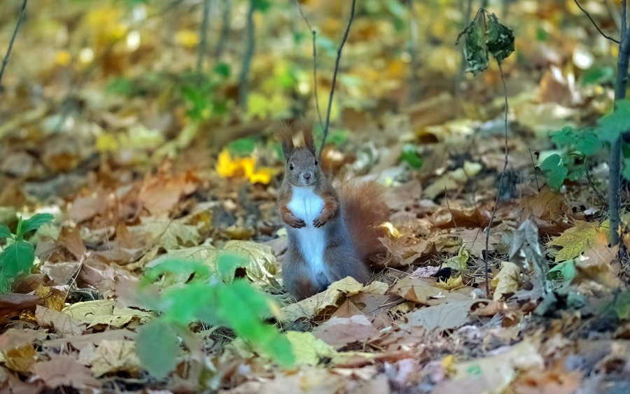 Eichhörnchen auf Waldboden, Lebensraum, Bodenschutz, Umweltschutz, Naturschutz - Bild von Mircea Iancu auf Pixabay