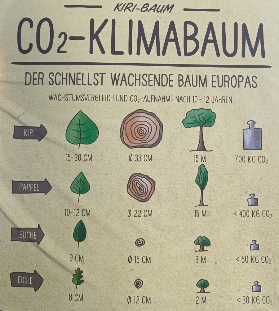 Das Bild zeigt einen Vergleich verschiedener Laubbaumarten in Bezug auf ihre Fähigkeit, durch schnelles Wachstum viel CO aus der Atmosphäre zu ziehen und in ihrem Holz zu binden. Der Kiribaum als schnellst wachsender Baum Europas, nimmt demnach in einem Betrachtungszeitraum von 10 Jahren am meisten CO in sich auf und wird daher auch als Klimabaum betitelt. - Stabsstelle Klimaschutz und Klimaanpassung