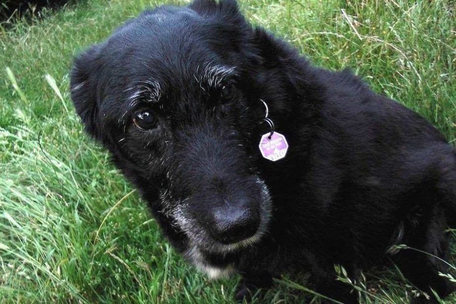 Die Hündin Bonny ist in Mülheim angemeldet und trägt ihre Hundemarke.