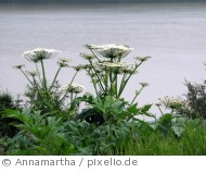 Bärenklau an der Ruhr Die Pflanze kann unangenehme Hautirritationen verursachen -  Annamartha / pixelio.de