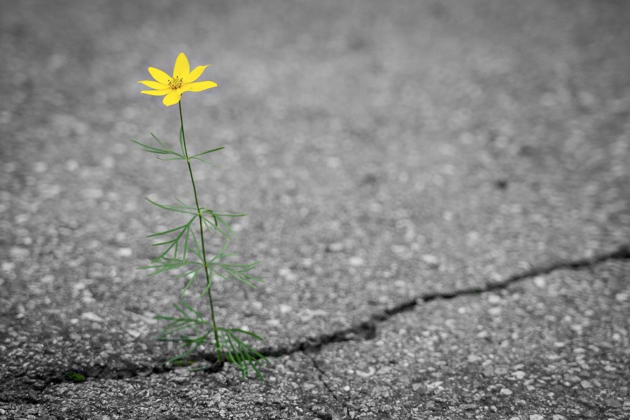 Riss im Asphalt, aus dem eine Blume wächst. Infos zu Straßenoberflächen - Unterhaltung, Straßenschäden - Pixabay
