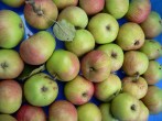 Unter dem Motto „Alles rund um den Apfel“, veranstaltet die Biologische Station Westliches Ruhrgebiet (BSWR) mit der Familie Geldermann am 3. Oktober 2010 von 12.00 bis 17.00 Uhr ein Apfelfest, zu dem alle interessierten Bürger herzlich eingeladen sind.