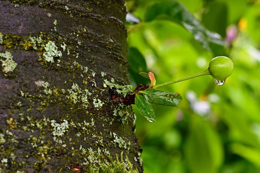 Bildausschnitt mit dem Stamm eines Kirschbaumes, eine kleine grüne Kirsche wächst aus dem Stamm heraus und ein Regentropfen hängt daran. Baumschutz, Bäume, Umwelt, Natur, Stammumfang - Bild von jggrz auf Pixabay