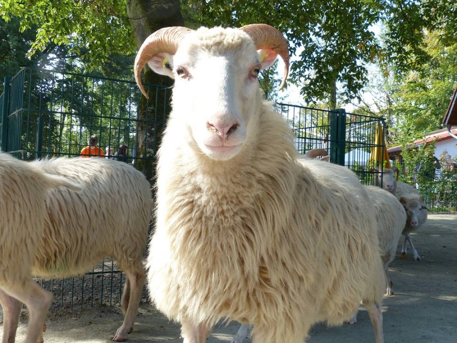 Tiergehege Witthausbusch: Neugieriges Schaf