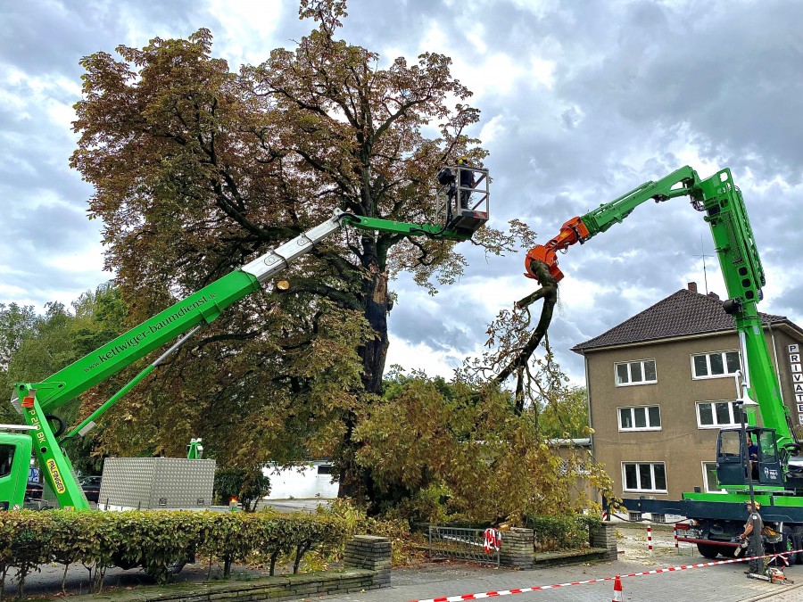 Baumfällung Baum Denkmal Delle Kastanie Umweltamt - Stadt Mülheim/Onlineteam