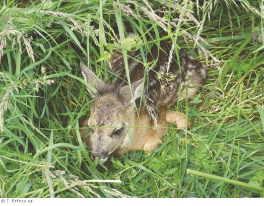 Rehkitze werden nach der Geburt von den Muttertieren, den Ricken, häufig im hohen Gras abgelegt. Deshalb ist die Gefahr groß, dass dabei die abgelegten Tiere durch Mähwerk getötet oder so schwer verletzt werden, dass sie qualvoll verenden.