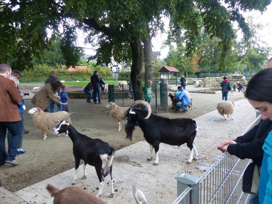 Tierpatentag 2015 im Tiergehege Witthausbusch: Schafe und Ziegen gibt es reichlich im Tiergehege - Amt für Grünflächenmanagement und Friedhofswesen