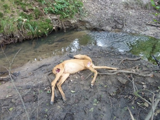 Forstmitarbeiter haben einen eindeutig durch einen wildernden Hund zu Tode gequälten jungen Rehbock gefunden