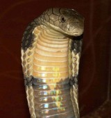 Königskobra (Ophiophagus hannah), die im Gegensatz zu vielen anderen Giftschlangenarten (z. B. Schwarze Mamba!) als besonders geschützte Art zumindest meldepflichtig ist.