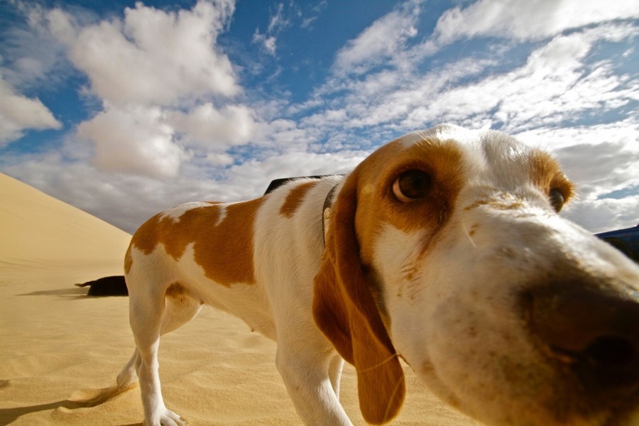 Hund spielt und schnüffelt während dem Urlaub im Wüstensand. Informationen zum Reiseverkehr mit Hund und Katze. - Pixabay