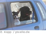 Hunde bei Sommerwetter nicht im Auto lassen - E. Kopp  / pixelio.de