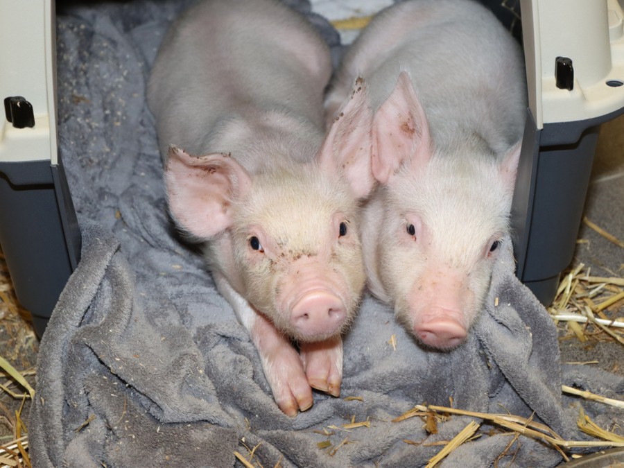 Das Foto zeigt zwei Schweine Ferkel, die vor der Mülheimer Aldi-Zentrale ausgesetzt wurden. - Tierheim Mülheim an der Ruhr