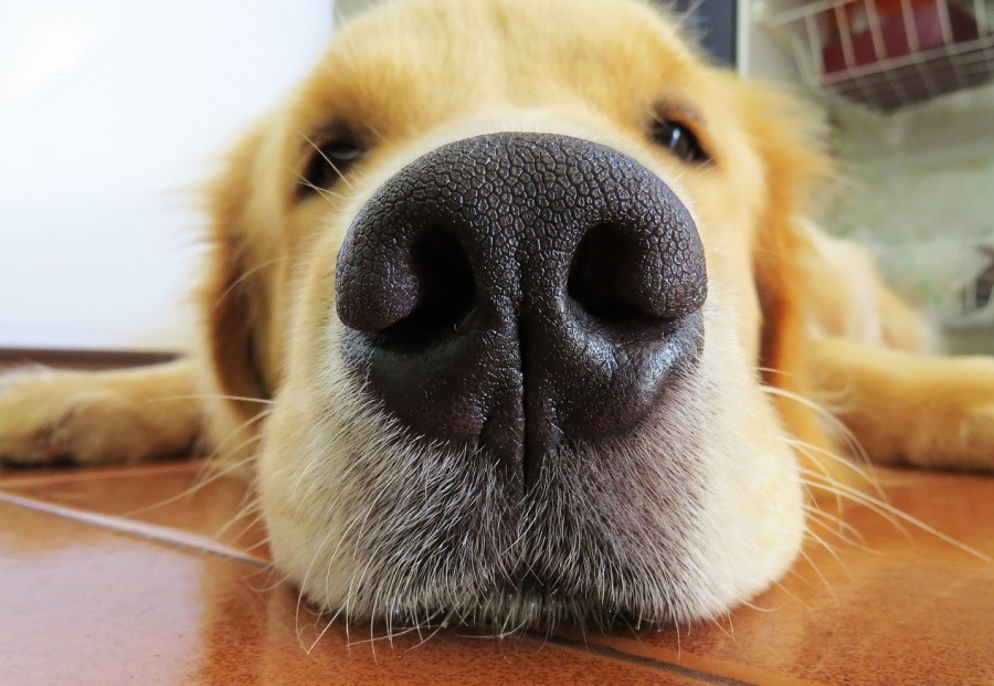 Ein Golden Retriever Hund liegt auf dem Boden und streckt die Nase in die Kamera. - Bild von 85Miranda auf Pixabay